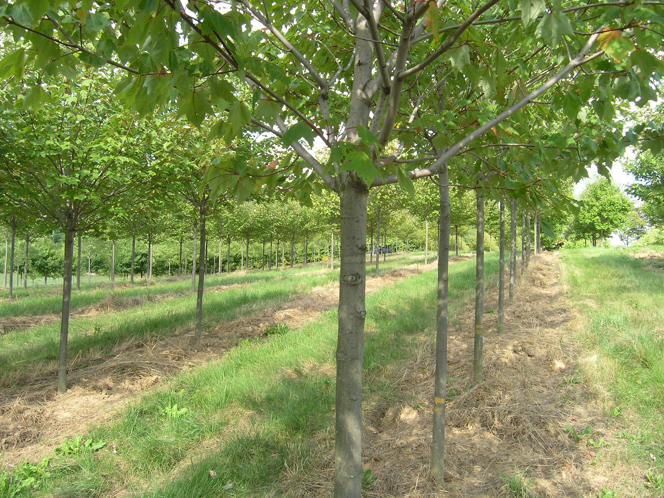 Acer rubrum ‘Northwood’